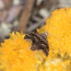 Asterivora (genus) at Fraser, ACT - 27 Feb 2024 02:03 PM