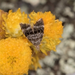 Asterivora (genus) at Fraser, ACT - 27 Feb 2024 02:03 PM