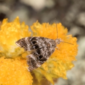 Asterivora (genus) at Fraser, ACT - 27 Feb 2024 02:03 PM