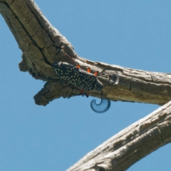 Rhipicera (Agathorhipis) femorata (Feather-horned beetle) at Mulligans Flat - 25 Feb 2024 by DPRees125