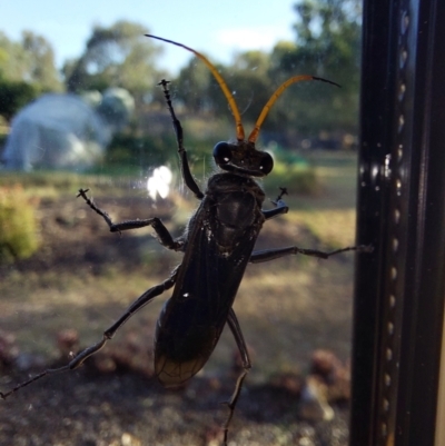 Unidentified Wasp (Hymenoptera, Apocrita) at Wirlinga, NSW - 27 Feb 2024 by RobCook