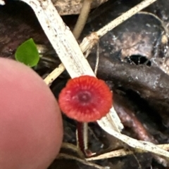 Cruentomycena viscidocruenta (Ruby Mycena) at Kangaroo Valley, NSW - 27 Feb 2024 by lbradley