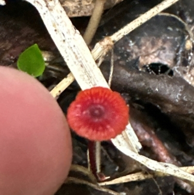 Cruentomycena viscidocruenta (Ruby Mycena) at Kangaroo Valley, NSW - 27 Feb 2024 by lbradley