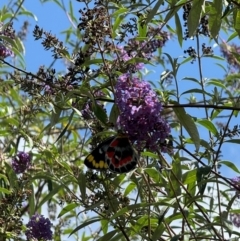 Delias harpalyce (Imperial Jezebel) at Murrumbateman, NSW - 27 Feb 2024 by SimoneC