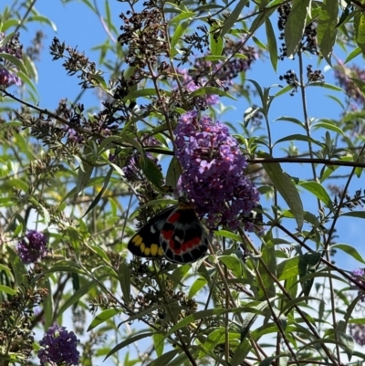 Delias harpalyce (Imperial Jezebel) at Murrumbateman, NSW - 27 Feb 2024 by SimoneC