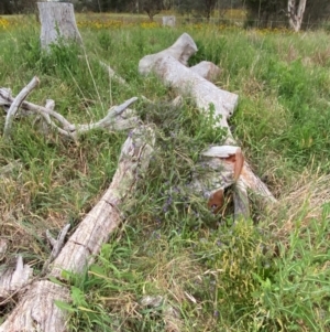 Papyrius sp. (genus) at Macarthur, ACT - suppressed