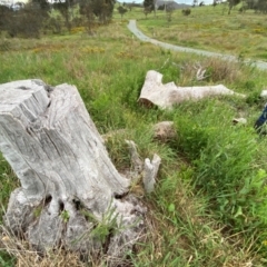 Papyrius sp. (genus) at Macarthur, ACT - suppressed