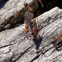 Papyrius sp. (genus) at Macarthur, ACT - suppressed