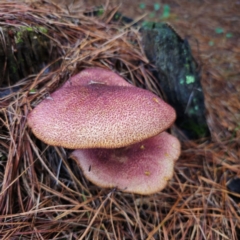 Tricholomopsis rutilans complex at Tallaganda State Forest - 27 Feb 2024 by Csteele4