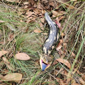 Tiliqua nigrolutea at QPRC LGA - 27 Feb 2024