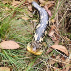 Tiliqua nigrolutea at QPRC LGA - 27 Feb 2024