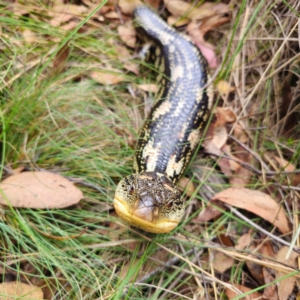 Tiliqua nigrolutea at QPRC LGA - 27 Feb 2024