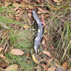 Tiliqua nigrolutea at QPRC LGA - 27 Feb 2024