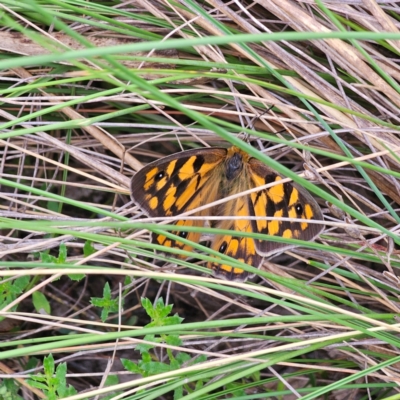 Heteronympha penelope (Shouldered Brown) at QPRC LGA - 27 Feb 2024 by Csteele4