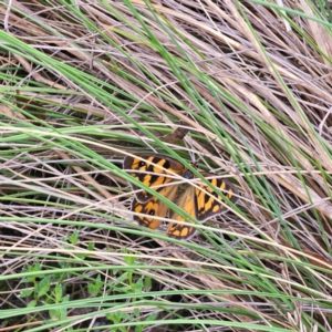 Heteronympha penelope at QPRC LGA - 27 Feb 2024