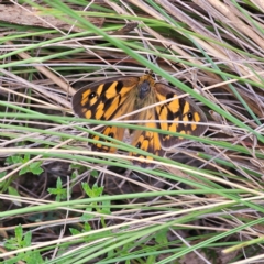 Heteronympha penelope at QPRC LGA - 27 Feb 2024