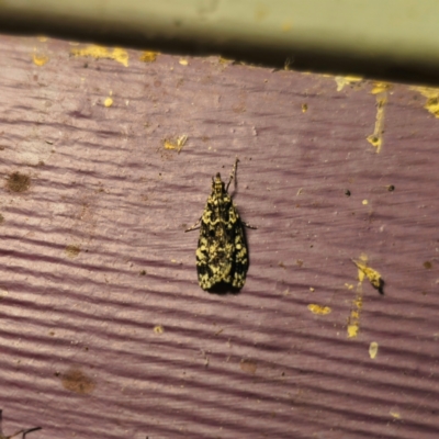 Scoparia exhibitalis (A Crambid moth) at QPRC LGA - 26 Feb 2024 by Csteele4