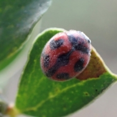 Rodolia cardinalis (Vedalia Beetle or Cardinal Ladybird) at Murrumbateman, NSW - 27 Feb 2024 by SimoneC