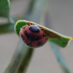 Rodolia cardinalis at Murrumbateman, NSW - 27 Feb 2024