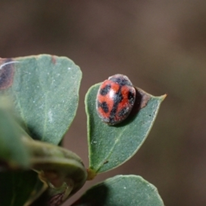 Rodolia cardinalis at Murrumbateman, NSW - 27 Feb 2024 04:13 PM