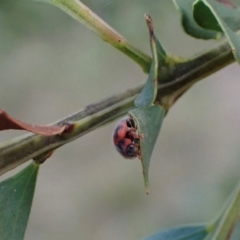 Rodolia cardinalis at Murrumbateman, NSW - 27 Feb 2024 04:13 PM