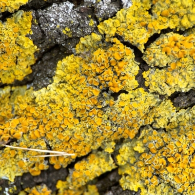 Xanthoparmelia sp. (Rock-shield lichen (foliose lichen)) at Russell, ACT - 27 Feb 2024 by Hejor1