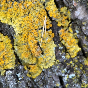 Xanthoparmelia sp. at Russell, ACT - 27 Feb 2024