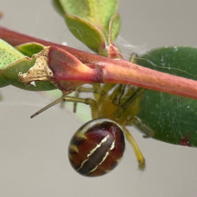 Deliochus pulcher (Beautiful Deliochus spider) at Russell, ACT - 27 Feb 2024 by Hejor1