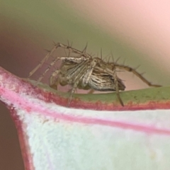 Oxyopes sp. (genus) (Lynx spider) at Russell, ACT - 27 Feb 2024 by Hejor1