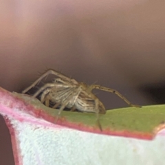 Oxyopes sp. (genus) at Russell, ACT - 27 Feb 2024 12:36 PM