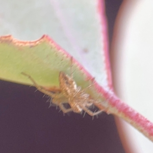 Oxyopes sp. (genus) at Russell, ACT - 27 Feb 2024