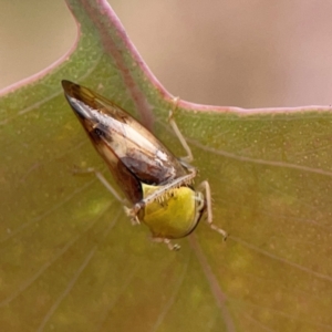 Brunotartessus fulvus at Russell, ACT - 27 Feb 2024