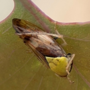 Brunotartessus fulvus at Russell, ACT - 27 Feb 2024