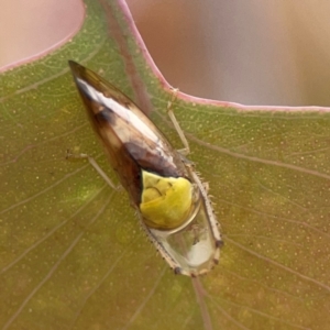 Brunotartessus fulvus at Russell, ACT - 27 Feb 2024