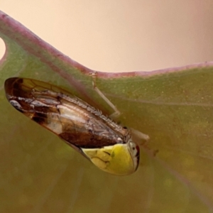 Brunotartessus fulvus at Russell, ACT - 27 Feb 2024