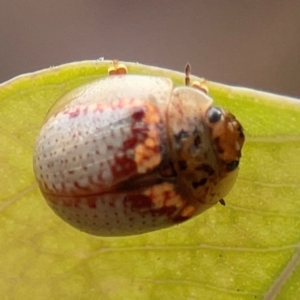 Paropsisterna m-fuscum at Russell, ACT - 27 Feb 2024