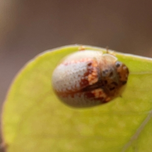 Paropsisterna m-fuscum at Russell, ACT - 27 Feb 2024