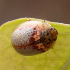 Paropsisterna m-fuscum at Russell, ACT - 27 Feb 2024