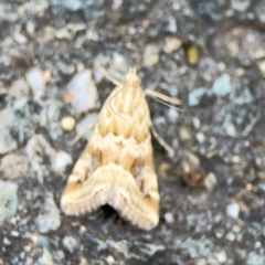 Hellula hydralis (Cabbage Centre Moth) at Russell, ACT - 27 Feb 2024 by Hejor1