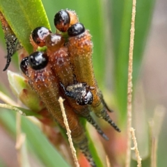 Pterygophorus cinctus (Bottlebrush sawfly) at Russell, ACT - 27 Feb 2024 by Hejor1