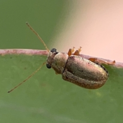 Edusella sp. (genus) (A leaf beetle) at Russell, ACT - 27 Feb 2024 by Hejor1