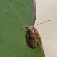 Edusella sp. (genus) at Russell, ACT - 27 Feb 2024 12:35 PM