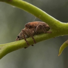 Gonipterus sp. (genus) (Eucalyptus Weevil) at Russell, ACT - 27 Feb 2024 by Hejor1