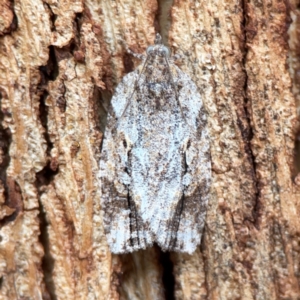 Thrincophora inconcisana at Russell, ACT - 27 Feb 2024 12:47 PM