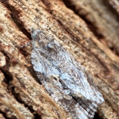 Thrincophora inconcisana at Russell, ACT - 27 Feb 2024 12:47 PM