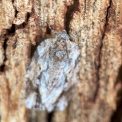 Thrincophora inconcisana at Russell, ACT - 27 Feb 2024 12:47 PM