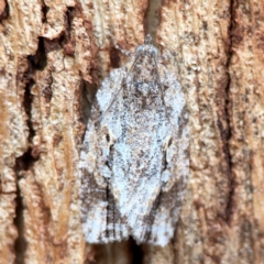 Thrincophora inconcisana at Russell, ACT - 27 Feb 2024 12:47 PM