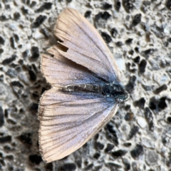 Zizina otis (Common Grass-Blue) at Russell, ACT - 27 Feb 2024 by Hejor1