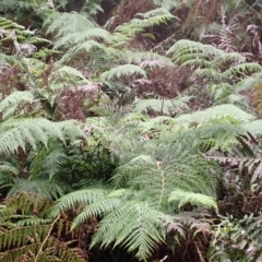 Calochlaena dubia (Rainbow Fern) at Belanglo, NSW - 25 Feb 2024 by plants