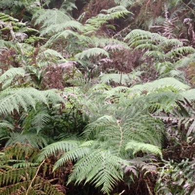 Calochlaena dubia (Rainbow Fern) at Belanglo, NSW - 25 Feb 2024 by plants